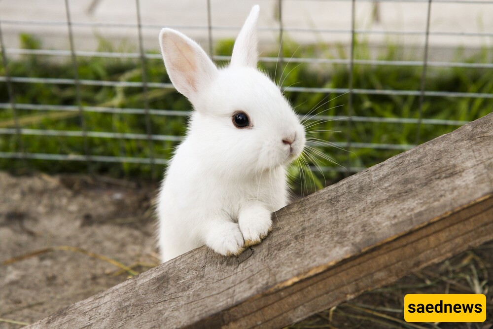 Pet Rabbit Care: 5 Things to Know Before Getting a Bunny