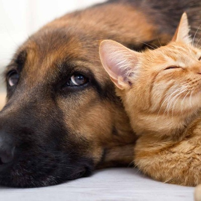 Vengeful Cat Always on the Scene 😼 / Cat Boosts Speed, Dog Rockets Off Treadmill + Video