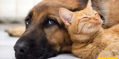 Vengeful Cat Always on the Scene 😼 / Cat Boosts Speed, Dog Rockets Off Treadmill + Video