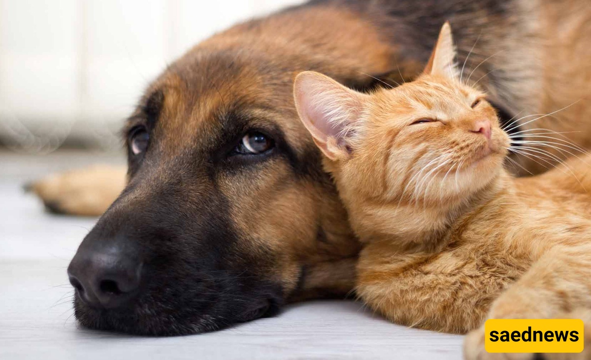 Vengeful Cat Always on the Scene 😼 / Cat Boosts Speed, Dog Rockets Off Treadmill + Video