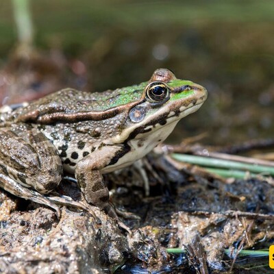 When a Song Fails, The Male Frog's on the Menu!