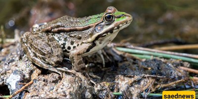 When a Song Fails, The Male Frog's on the Menu!