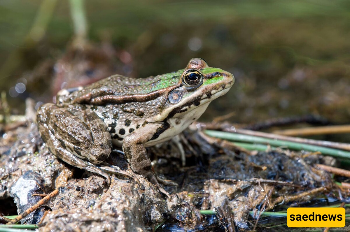 When a Song Fails, The Male Frog's on the Menu!