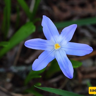 The Secret Behind Snow Glory’s Astonishing Winter Bloom 🌿❄️