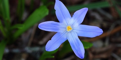 The Secret Behind Snow Glory’s Astonishing Winter Bloom 🌿❄️