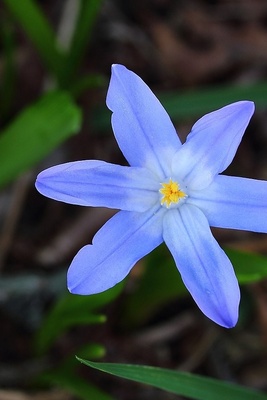 The Secret Behind Snow Glory’s Astonishing Winter Bloom 🌿❄️