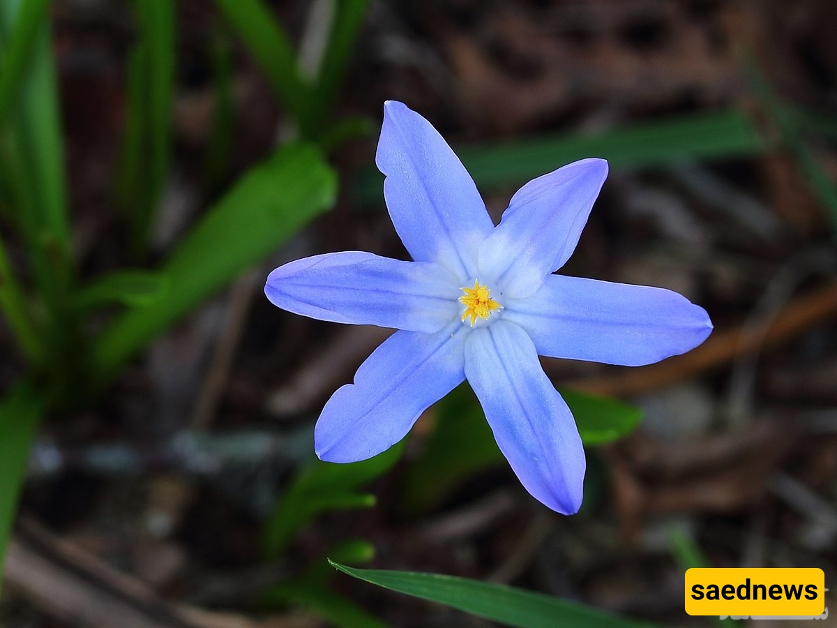 The Secret Behind Snow Glory’s Astonishing Winter Bloom 🌿❄️