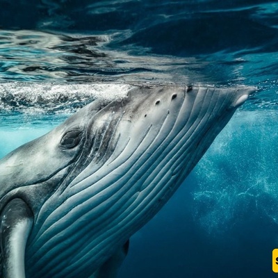Exciting Encounter with a Humpback Whale