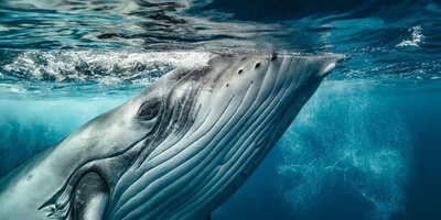 Exciting Encounter with a Humpback Whale