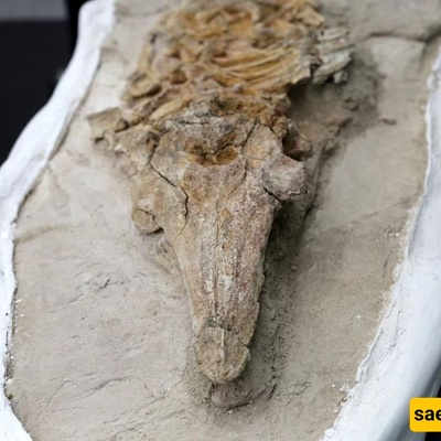 10-Million-Year-Old Mysterious Creature Unearthed in Desert Graveyard! / Could It Be an Ancestor of Dolphins or Crocodiles? +Photos