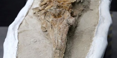 10-Million-Year-Old Mysterious Creature Unearthed in Desert Graveyard! / Could It Be an Ancestor of Dolphins or Crocodiles? +Photos