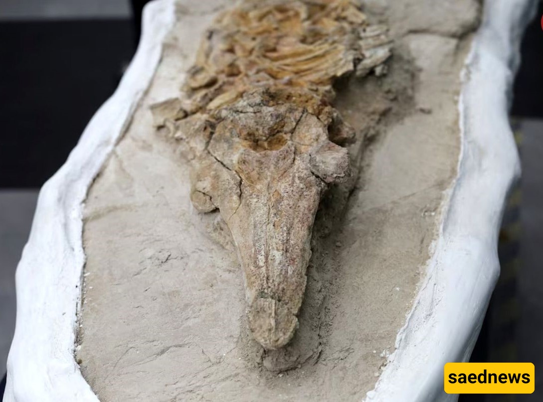 10-Million-Year-Old Mysterious Creature Unearthed in Desert Graveyard! / Could It Be an Ancestor of Dolphins or Crocodiles? +Photos