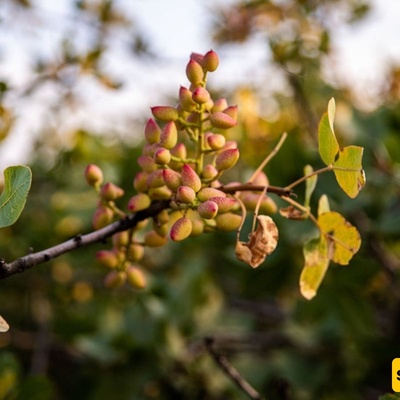 Why Pistachio Tree Leaves Fall and How to Prevent It
