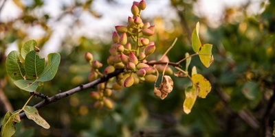 Why Pistachio Tree Leaves Fall and How to Prevent It