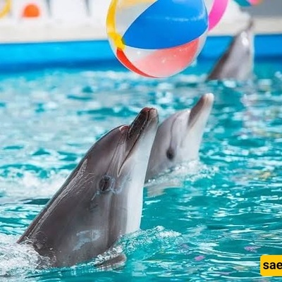 Istanbul Dolphinarium: A Beautiful Attraction in Turkey