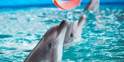 Istanbul Dolphinarium: A Beautiful Attraction in Turkey