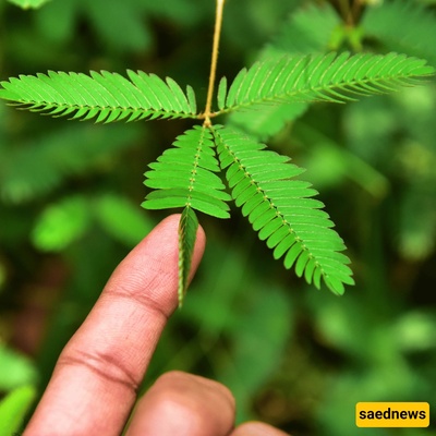 The Plant That Can Feel Touch