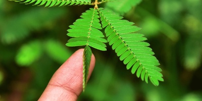The Plant That Can Feel Touch