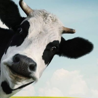 The Five-Legged Chinese Cow That Locals Consider Bad Luck