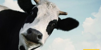 The Five-Legged Chinese Cow That Locals Consider Bad Luck