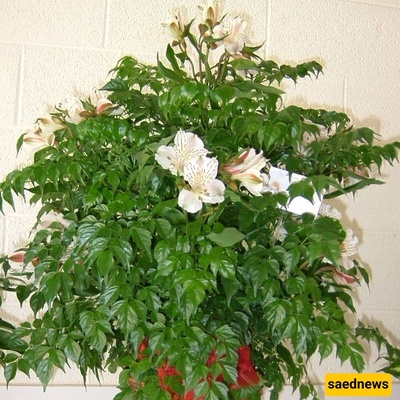 How to Grow and Care for Emeralds
