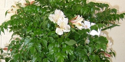 How to Grow and Care for Emeralds