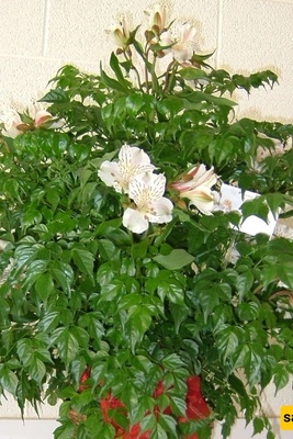 How to Grow and Care for Emeralds
