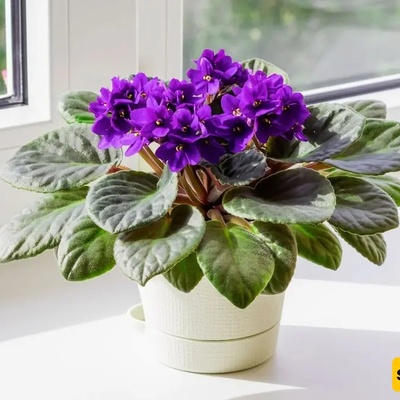 Flowering Plants for Small Homes