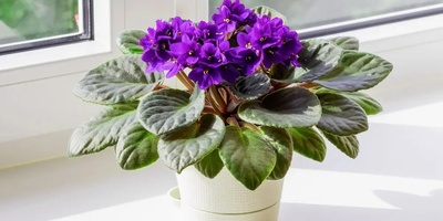 Flowering Plants for Small Homes