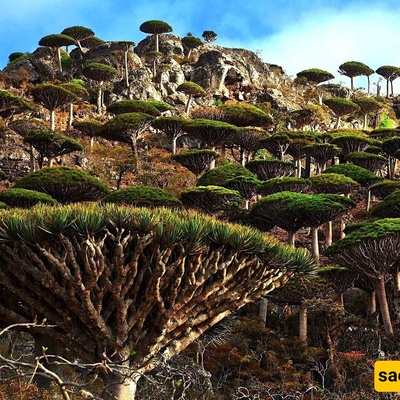 Scientists Discover an Unusual Tree That Produces a Natural Cosmetic Used by Women
