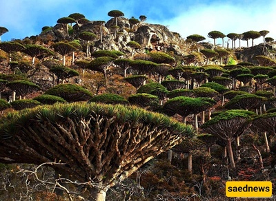 Scientists Discover an Unusual Tree That Produces a Natural Cosmetic Used by Women