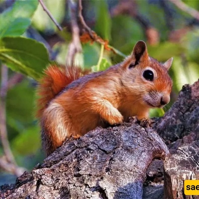 The Endangered Caucasian Squirrel: Habitat, Threats, and Unique Characteristics