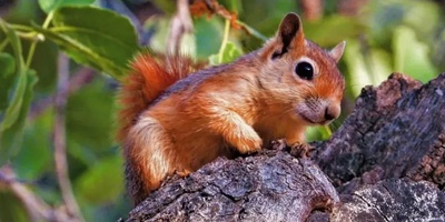 The Endangered Caucasian Squirrel: Habitat, Threats, and Unique Characteristics