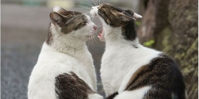 From a Tiger Hat to an Aristocratic Collar: A Stunning Scene of Cats That Refuse to Stop Fighting Even in the Middle of the Street + Video