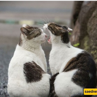 From a Tiger Hat to an Aristocratic Collar: A Stunning Scene of Cats That Refuse to Stop Fighting Even in the Middle of the Street + Video
