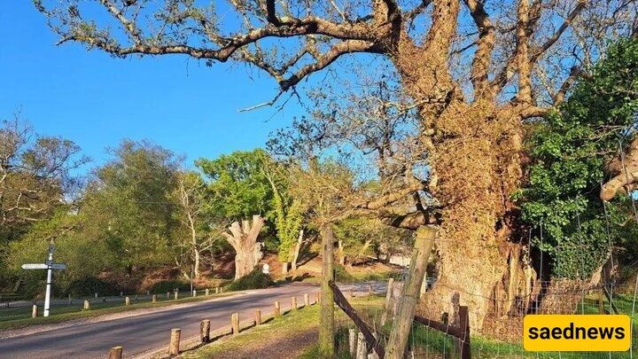 700-Year-Old Tree
