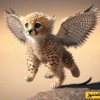 Wildlife Documentary / This Story: Too Much Happiness Hasn't Come Our Way! Fatal Fall of a Leopard Cub(Video)