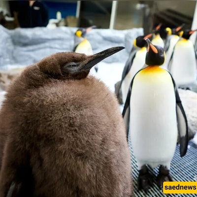The World's Fattest Penguin with Brown Feathers! / Eats 25 Fish a Day!