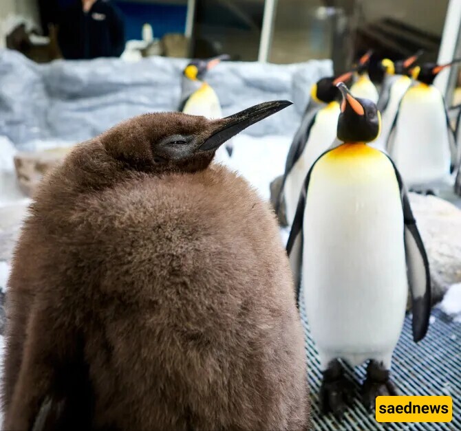 The World's Fattest Penguin with Brown Feathers! / Eats 25 Fish a Day!