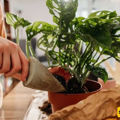 When Does a Houseplant Need a Bigger Pot?