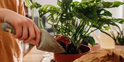 When Does a Houseplant Need a Bigger Pot?