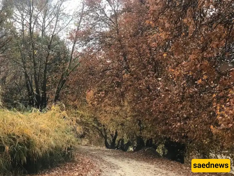 Shiraz Nature