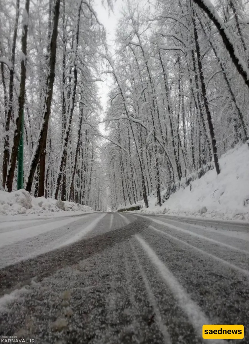 dalekhani forest