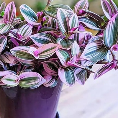 Colorful Foliage Plants You Shouldn’t Miss for Unique Décor