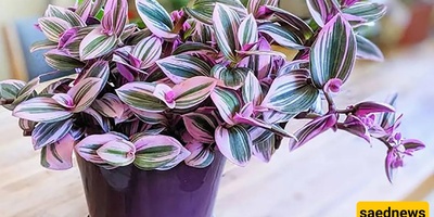 Colorful Foliage Plants You Shouldn’t Miss for Unique Décor
