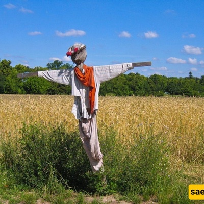 Effective Ways to Keep Birds Away from Gardens and Farms