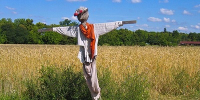 Effective Ways to Keep Birds Away from Gardens and Farms