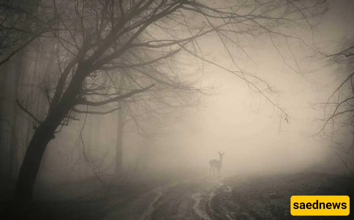 Screaming Forest, Mashhad