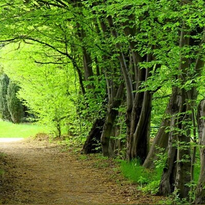 Toska Cheshmeh Forest Park: A Hidden Natural Gem in Mazandaran