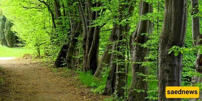 Toska Cheshmeh Forest Park: A Hidden Natural Gem in Mazandaran